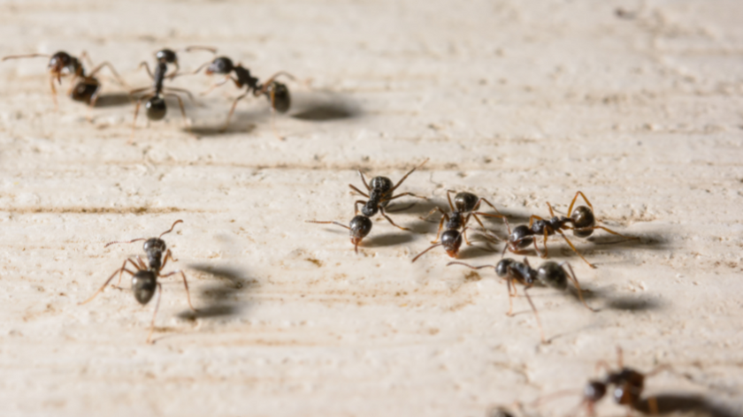 common creepy bugs in tiny home