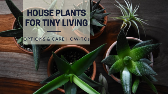 Tiny House Expedition 5 Tiny Houseplants For Tiny House Living tiny-house-expedition-5-tiny-houseplants-for-tiny-house-living
