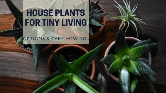 tiny-house-expedition-5-tiny-houseplants-for-tiny-house-living