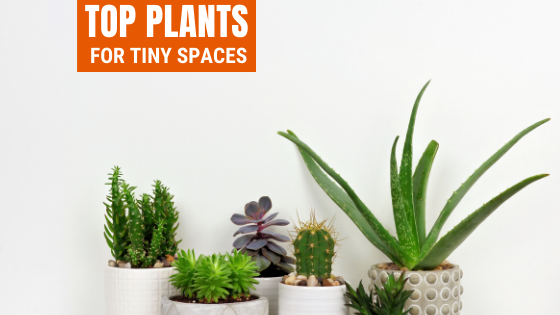 plants for tiny spaces