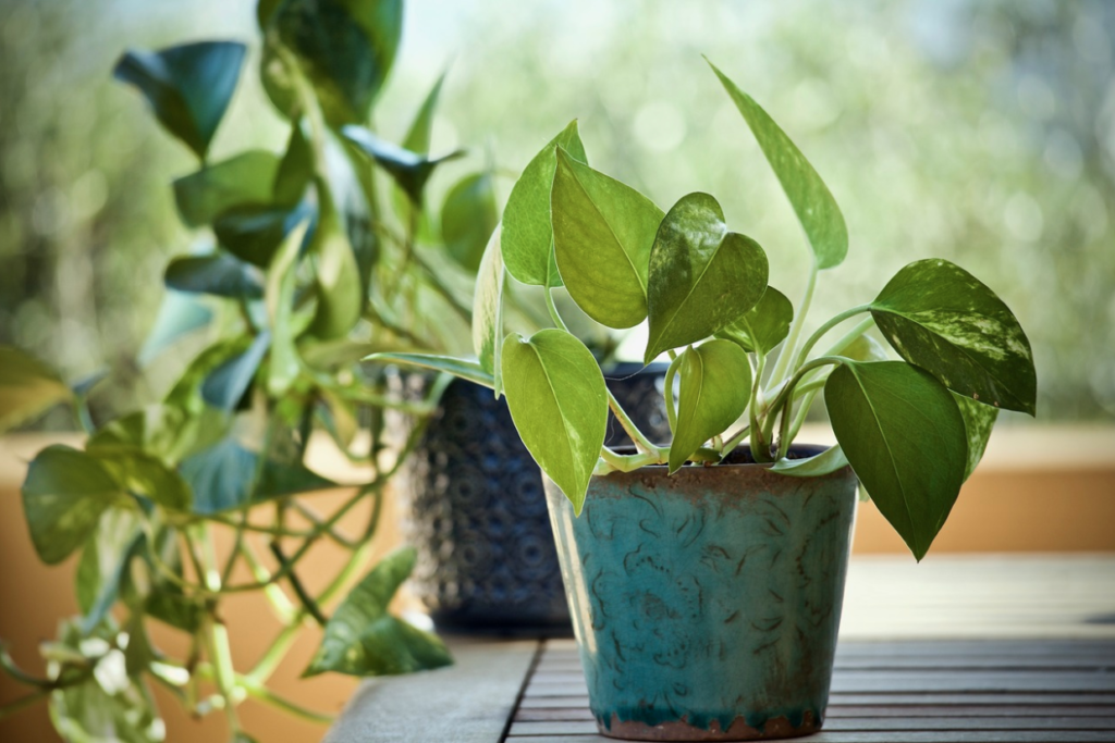 The Best Indoor Plants for Small Spaces