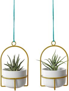 plants for tiny spaces