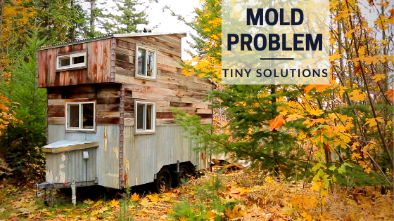 tiny house mold