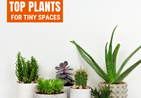 plants for tiny spaces
