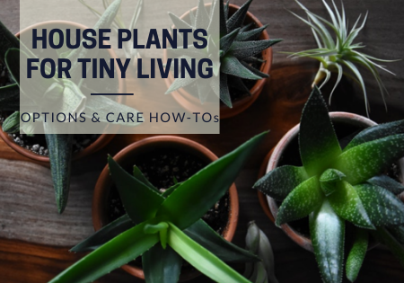 tiny houseplants_tiny living